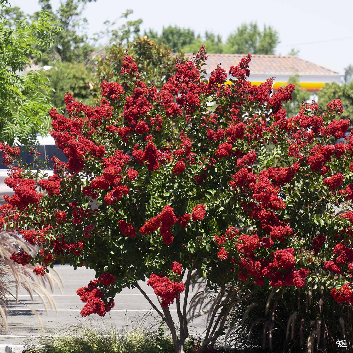 Crape Myrtle 'Dynamite'