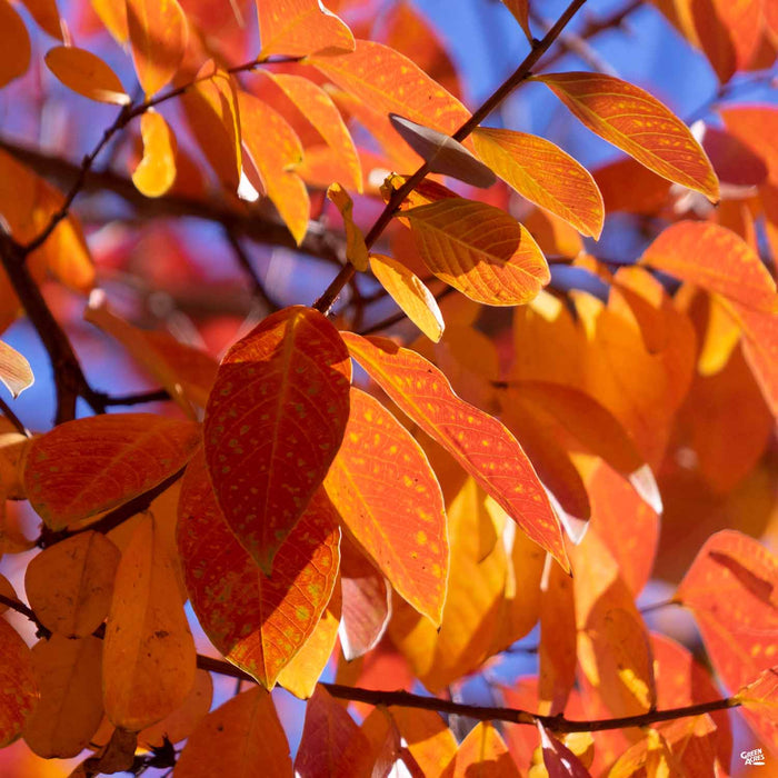 Crape Myrtle 'Muskogee' Fall Colors