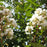 Crape Myrtle 'Natchez' Blossoms