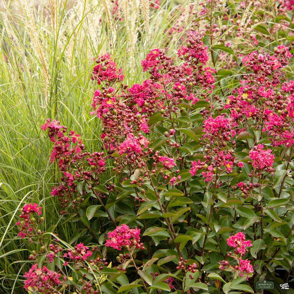 Crape Myrtle 'Petite Red Imp' Multi-Trunk | Monrovia — Green Acres