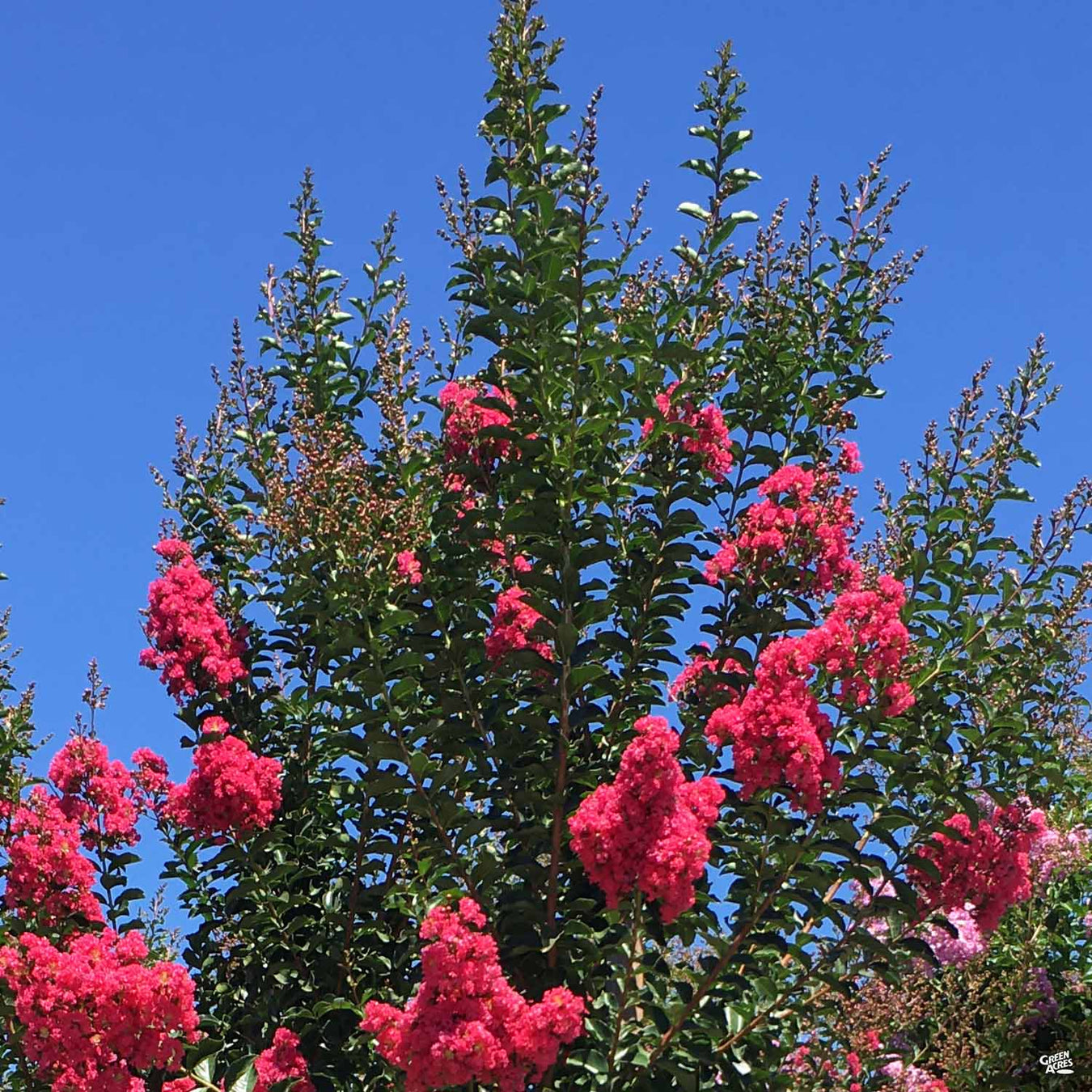 Crape Myrtle 'Tuscarora'