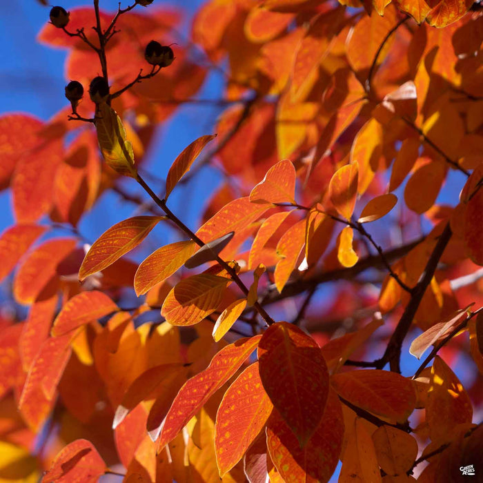 Crape Myrtle 'Tuscarora' Fall Colors