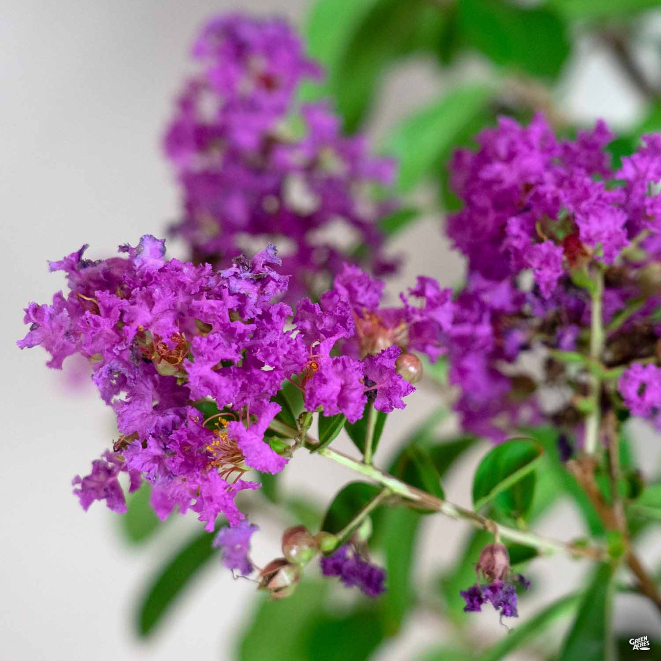 Crape Myrtle 'Twilight'