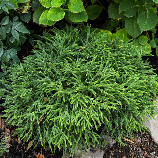 Cryptomeria 'Little Diamond'