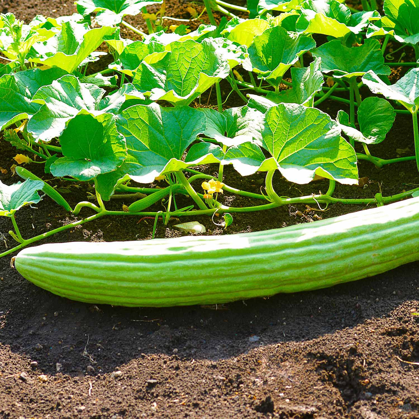 Cucumbers