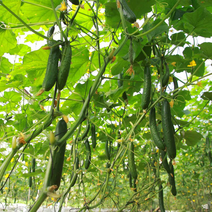 Cucumber 'Japanese Long'
