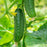 Cucumber 'Saladmore Bush Hybrid'