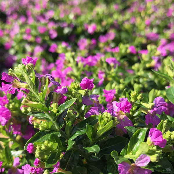 false heather lavender lace plant False Heather — Green Acres Nursery & Supply