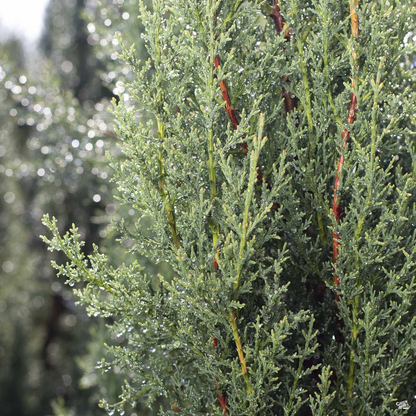 Italian Cypress