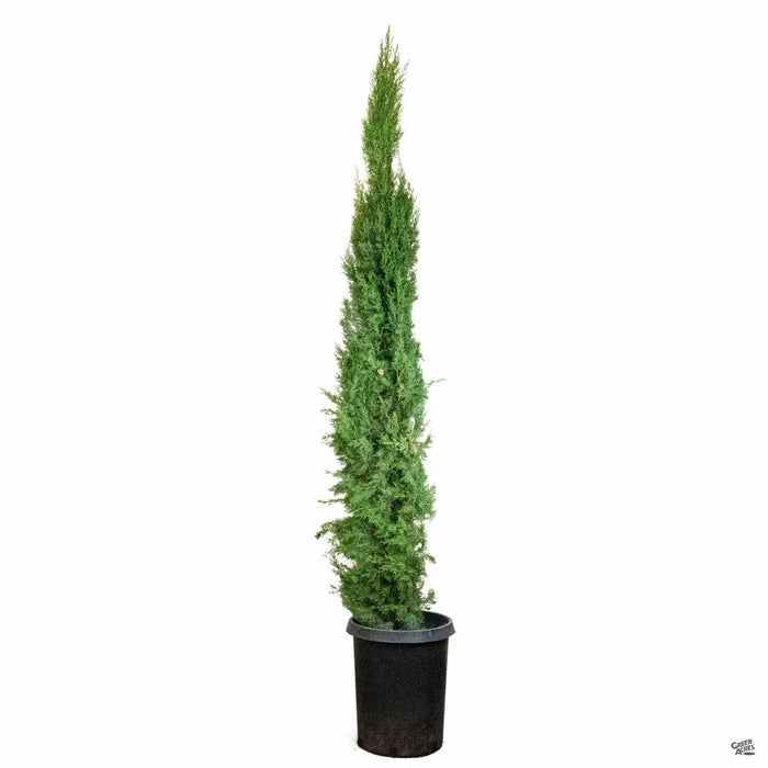 Italian Cypress 15 gallon