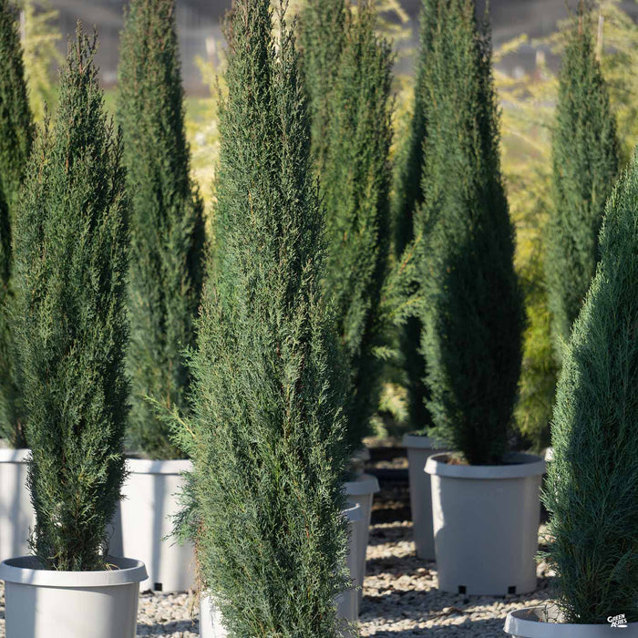 can you plant italian cypress in pots Italian Cypress — Green Acres Nursery & Supply
