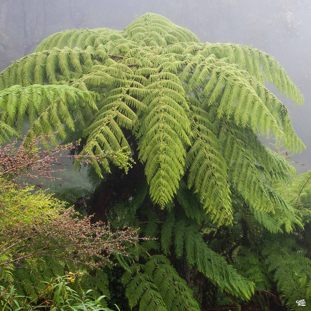 Tree Fern