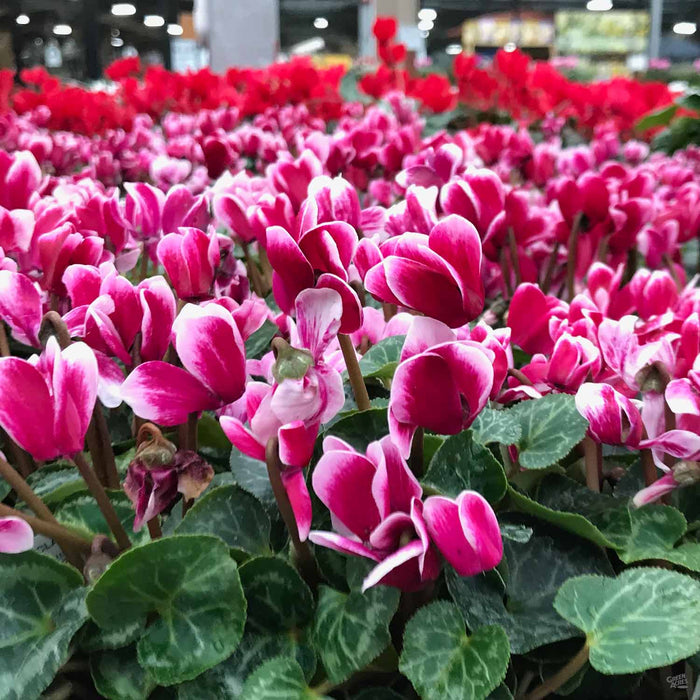Pink and White Cyclamen