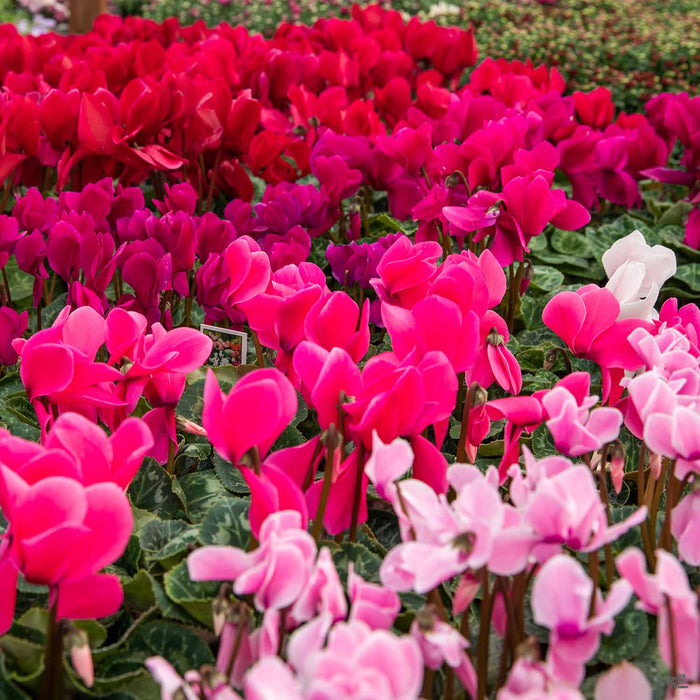 Many colors of cyclamen