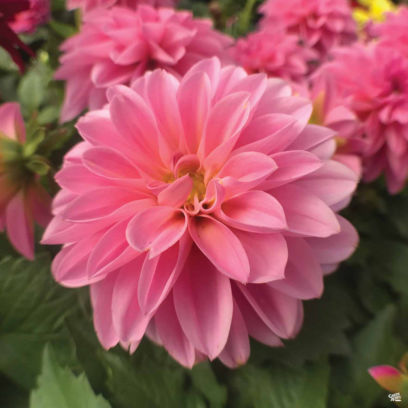 Dahlias