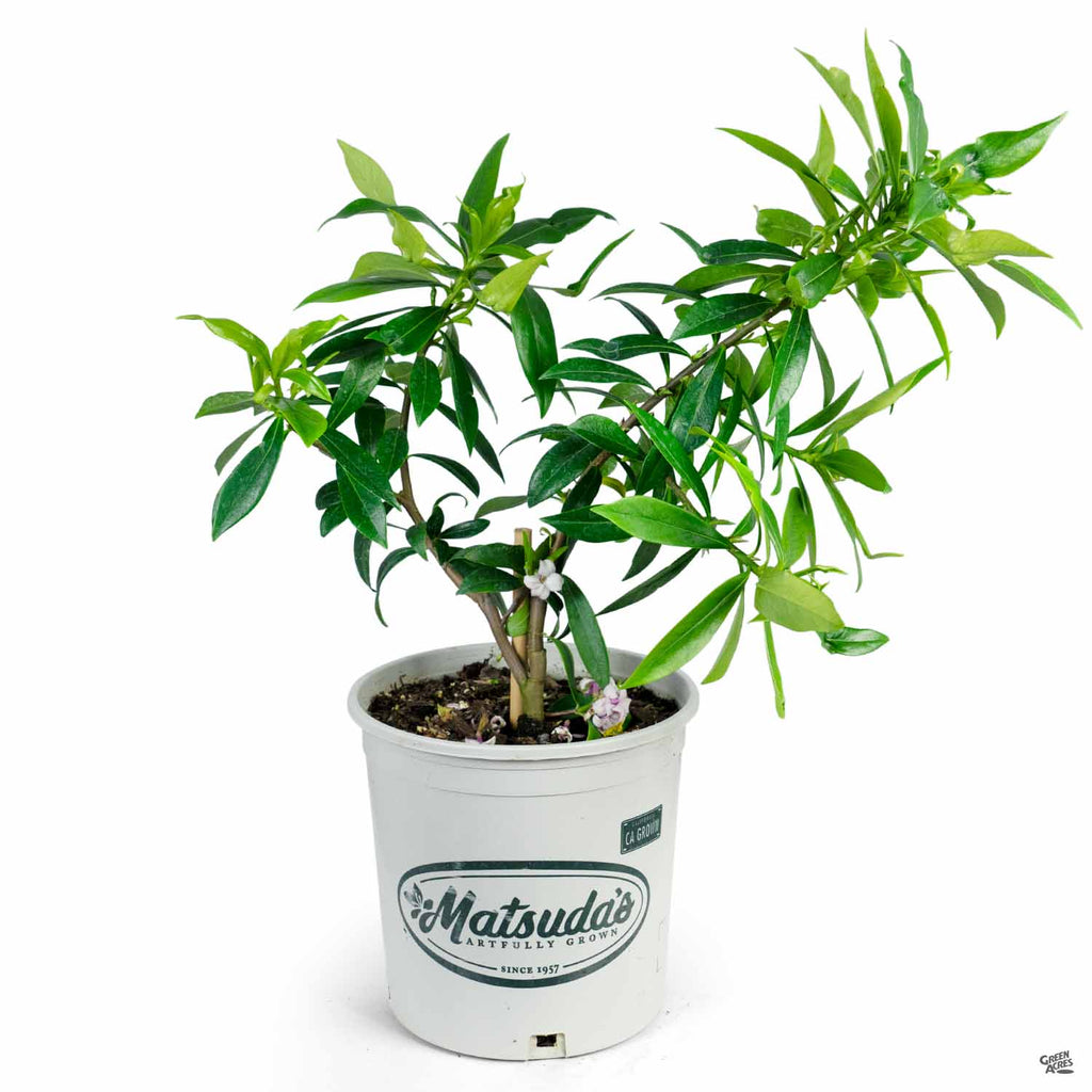 daphne indoor plant Daphne 'Perfume Princess' — Green Acres Nursery & Supply