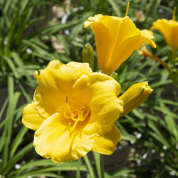 lilicko様　イエロー　フル　クラックグラス Daylily_StellaDeOro_01_722a07c