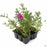 Ice Plant 6-pack