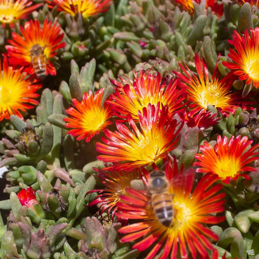 Ice Plant with Bee, Red