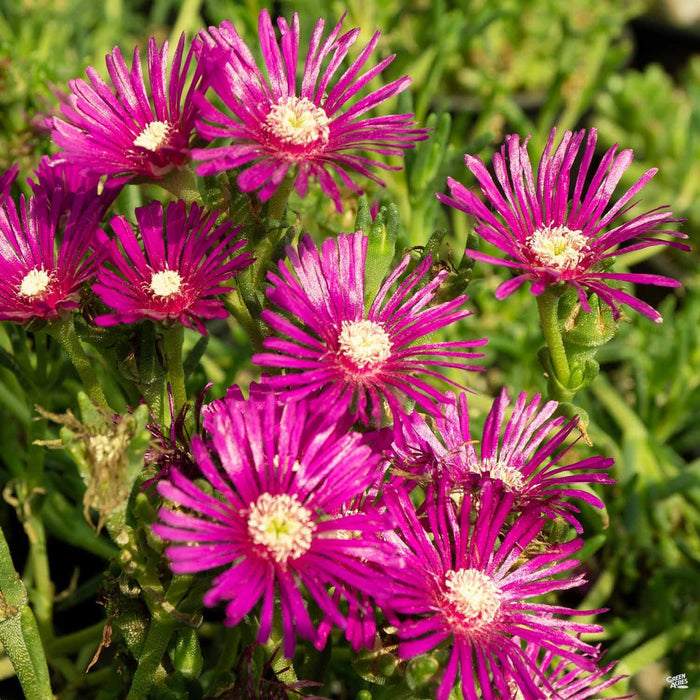 Closeup of Ice Plant, Pink