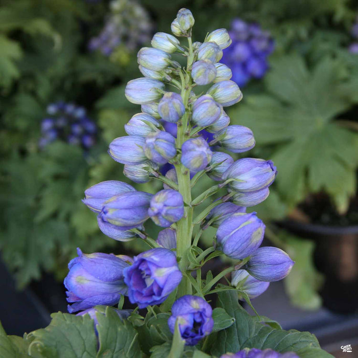 potted delphinium plants for sale Delphinium — Green Acres Nursery & Supply