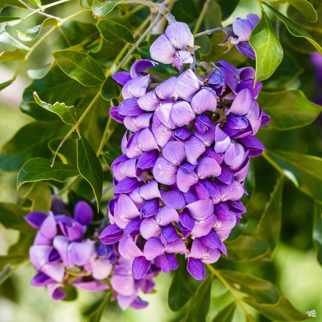 Texas Mountain Laurel Tree Texas Mountain Laurel — Galveston Island