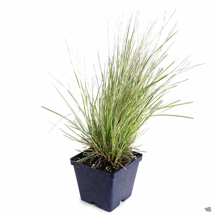 Northern Lights Tufted Hair Grass 4 inch