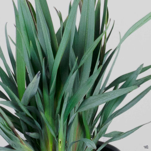 Clarity Blue Dianella