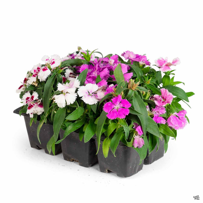 Dianthus 6-pack Mix (Ideal Select Mix)