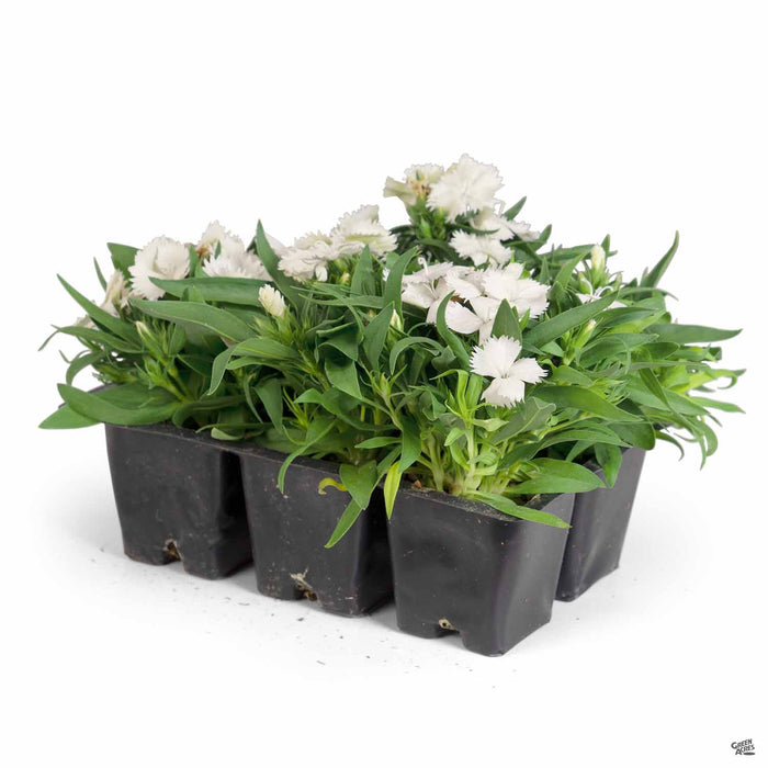Dianthus 6-pack White (Ideal Select White)