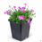 Dianthus 4 inch Pink