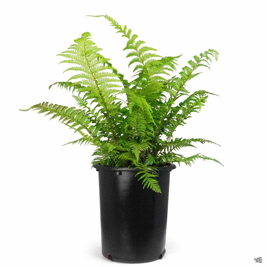 Tasmanian Tree Fern — Green Acres Nursery & Supply