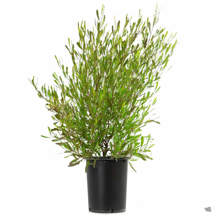 Purple Hopseed Bush — Green Acres Nursery & Supply