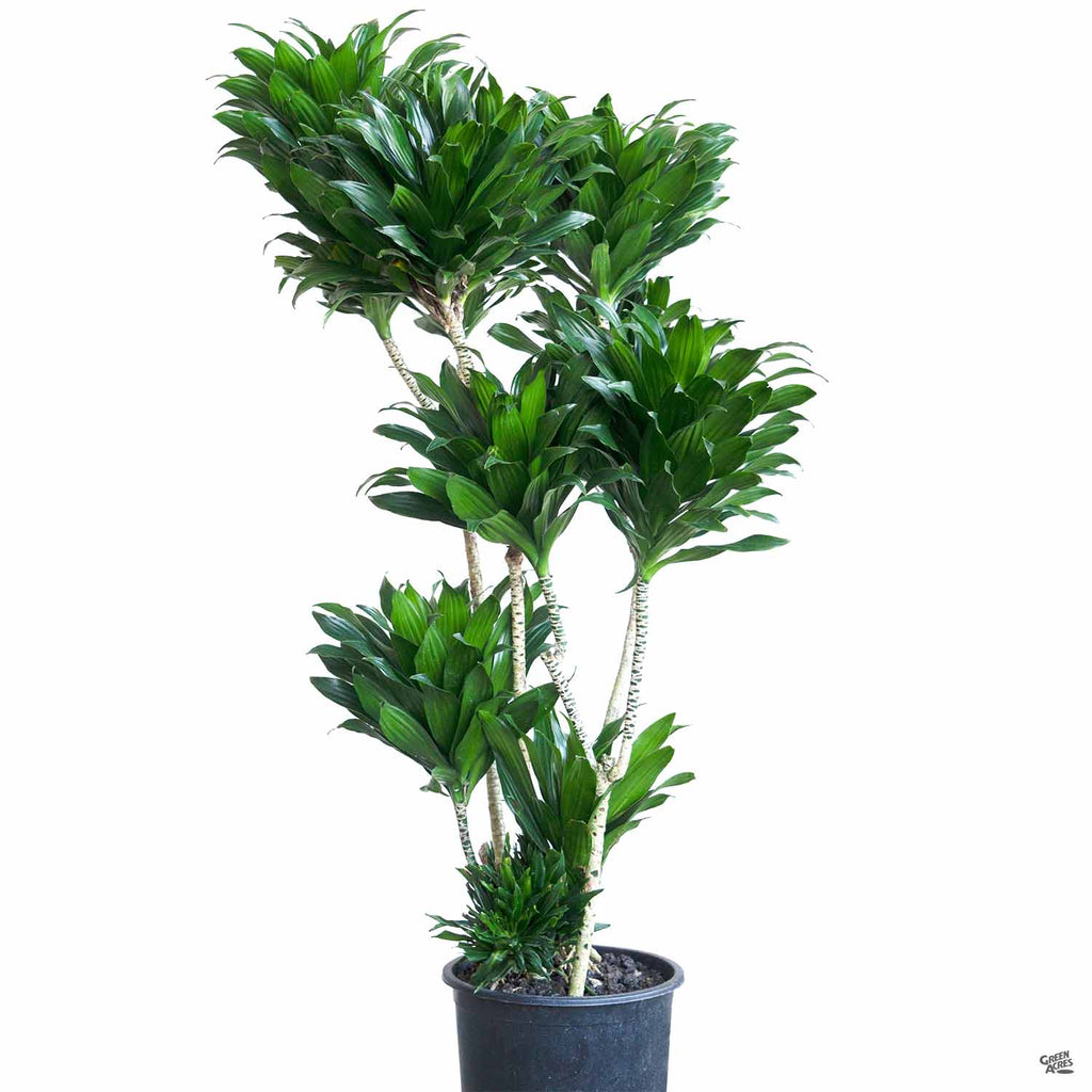 tall narrow planter indoor H Potter Tall Square Copper Planter 36.5 Inch – Indoor Outdoor Entryway  Planter main image 0
