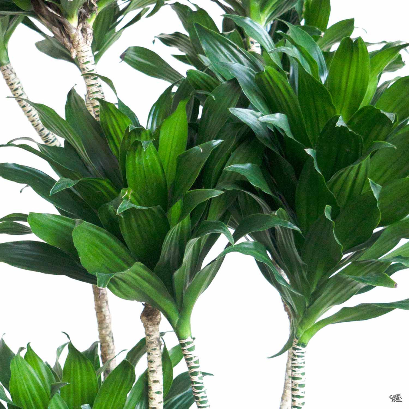 Houseplant Month Sales in California