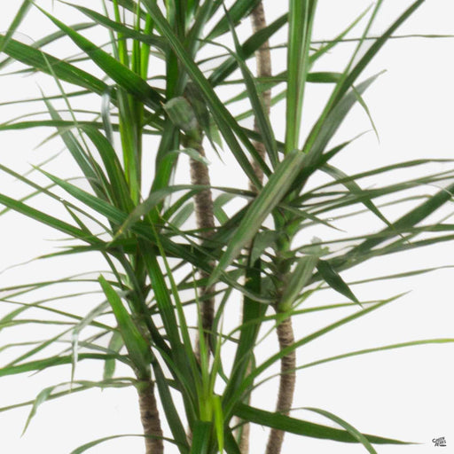 Closeup of Dracaena marginata