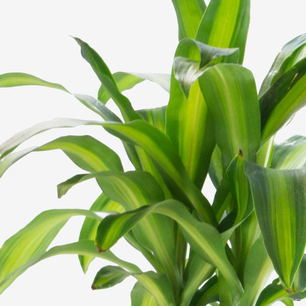 dracaena massangeana live corn plant Corn Plant — Green Acres Nursery & Supply