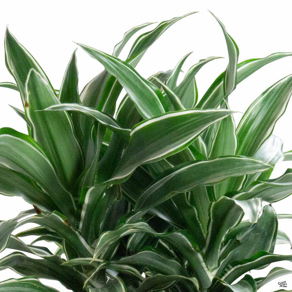 straight margined dracaena Dracaena 'Warneckii' — Green Acres Nursery & Supply