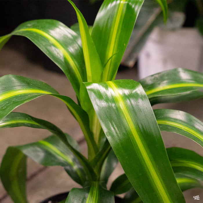 native hawaiian indoor plants Dracaena 'Hawaiian Sunshine' — Green Acres Nursery & Supply