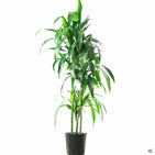 Dracaena Lisa™ — Green Acres Nursery & Supply