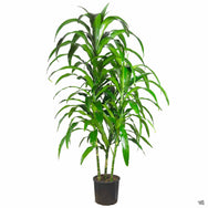 Dracaena Lisa™ — Green Acres Nursery & Supply