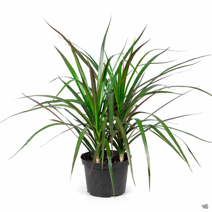 dracaena magenta plant Red-edged Dracaena 'Magenta' — Green Acres Nursery & Supply