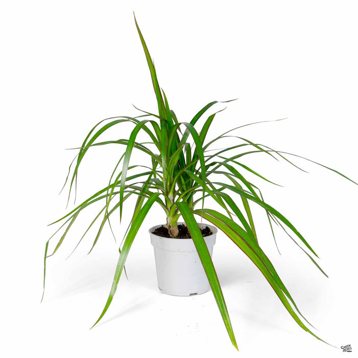 red edged dracaena Red-edged Dracaena 'Magenta' — Green Acres Nursery & Supply