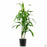 Dracaena 'Mauna Kea' 2 gallon
