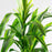 Dracaena 'Mauna Kea'