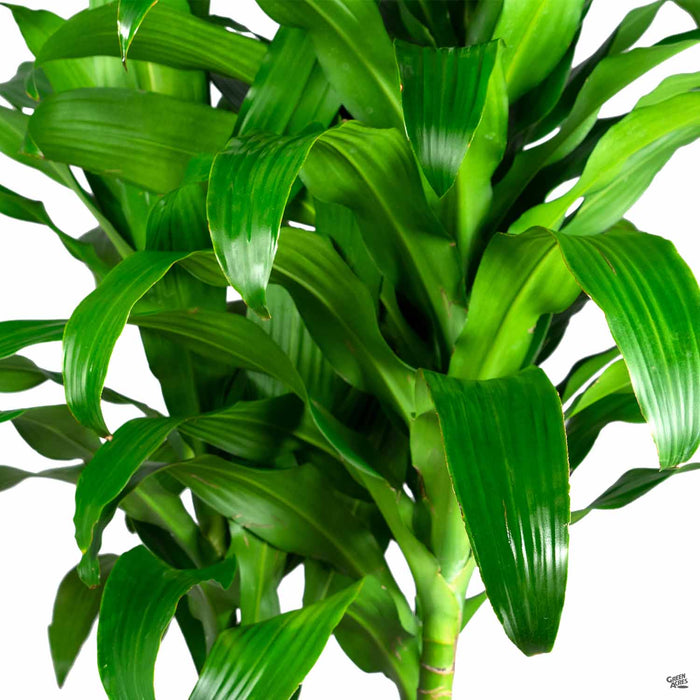 dracaena michiko cane Dracaena 'Michiko' — Green Acres Nursery & Supply