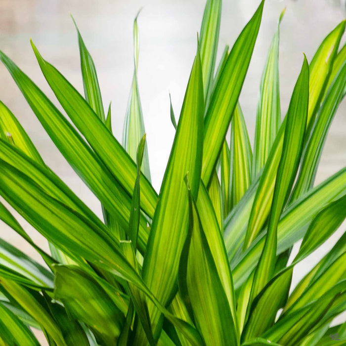 dracaena randy Dracaena Randy™ — Green Acres Nursery & Supply