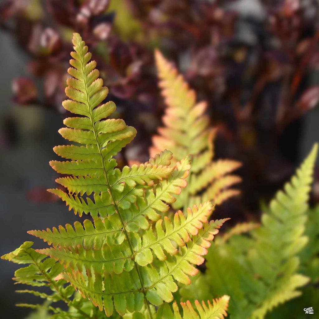 Autumn Fern — Green Acres Nursery & Supply