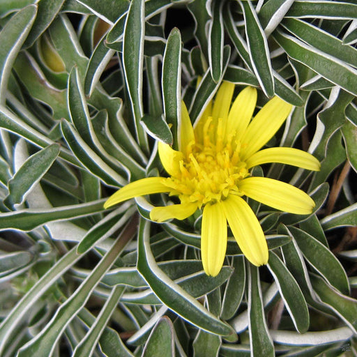 Closeup of Dymondia, Yellow