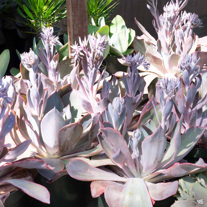 afterglow succulent care Echeveria 'Afterglow' — Green Acres Nursery & Supply